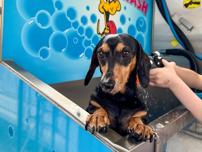 Enjoy the dog wash at Breeze Holiday Parks - Busselton