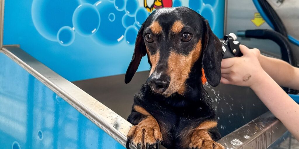 Dog-Friendly Holidays Done Right: Explore Australia with Breeze Holiday Parks