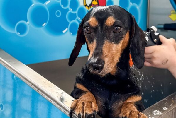Dog-Friendly Holidays Done Right: Explore Australia with Breeze Holiday Parks