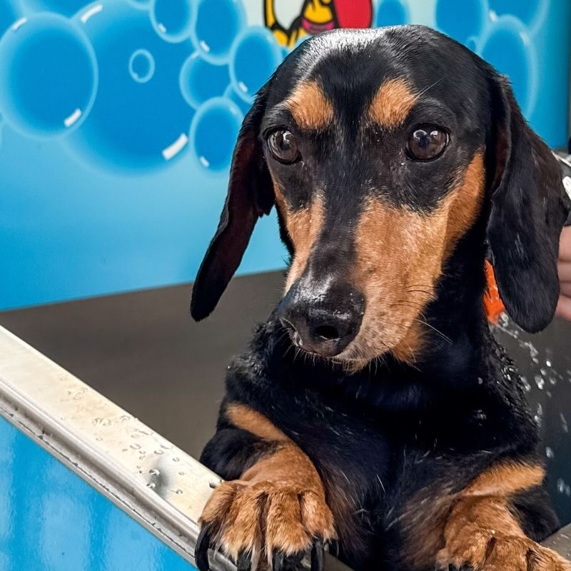 Dog-Friendly Holidays Done Right: Explore Australia with Breeze Holiday Parks