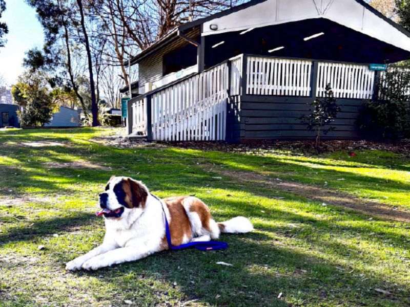 Pup enjoying Breeze Holiday Parks - Eildon