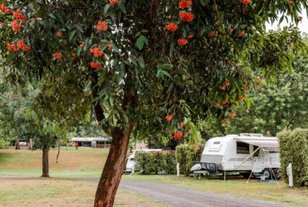 Powered site, grass camping site a BIG4 Breeze Holiday Parks - Eildon