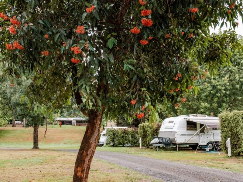 Powered site, grass camping site a BIG4 Breeze Holiday Parks - Eildon