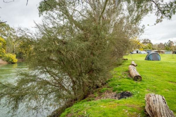 Unpowered site, riverside grass camping at BIG4 Breeze Holiday Parks - Eildon