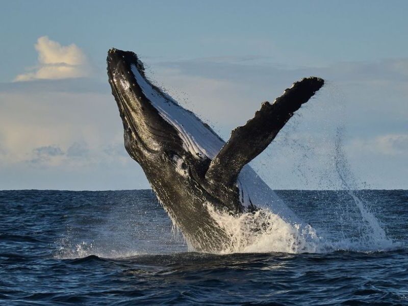 Top 10 Must-Do Activities in Busselton