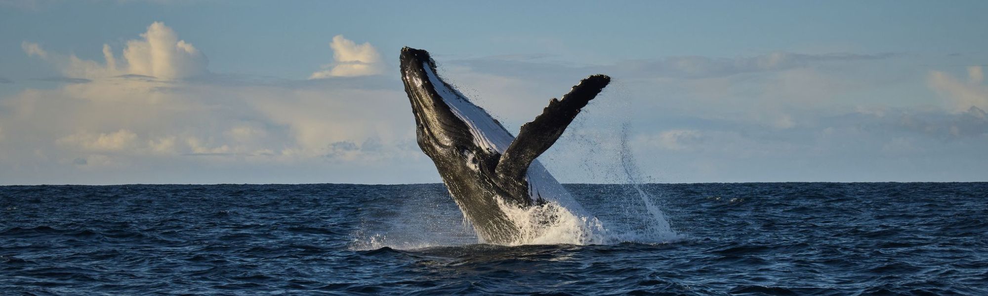 Top 10 Must-Do Activities in Busselton
