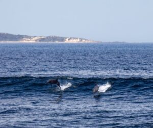 Busselton Dolphins