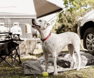 Breeze Holiday Parks Dog-Friendly, What to Expect
