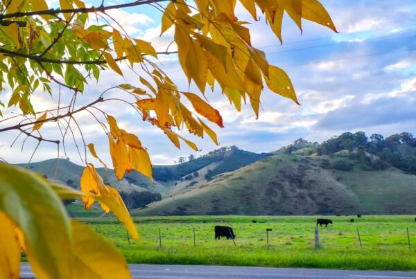 The Ultimate Melbourne to Eildon Road Trip Itinerary