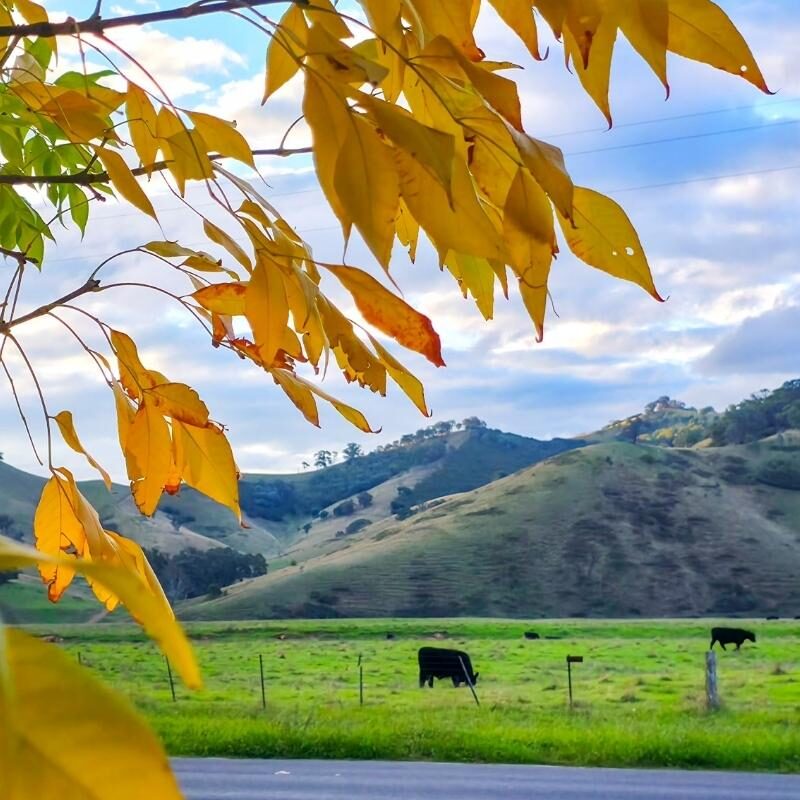 The Ultimate Melbourne to Eildon Road Trip Itinerary