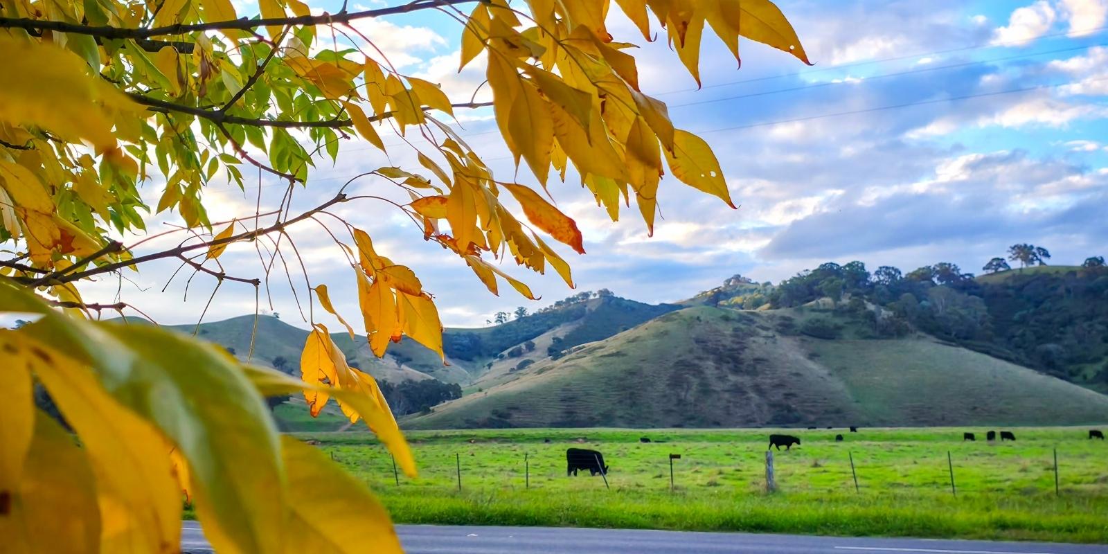 The Ultimate Melbourne to Eildon Road Trip Itinerary