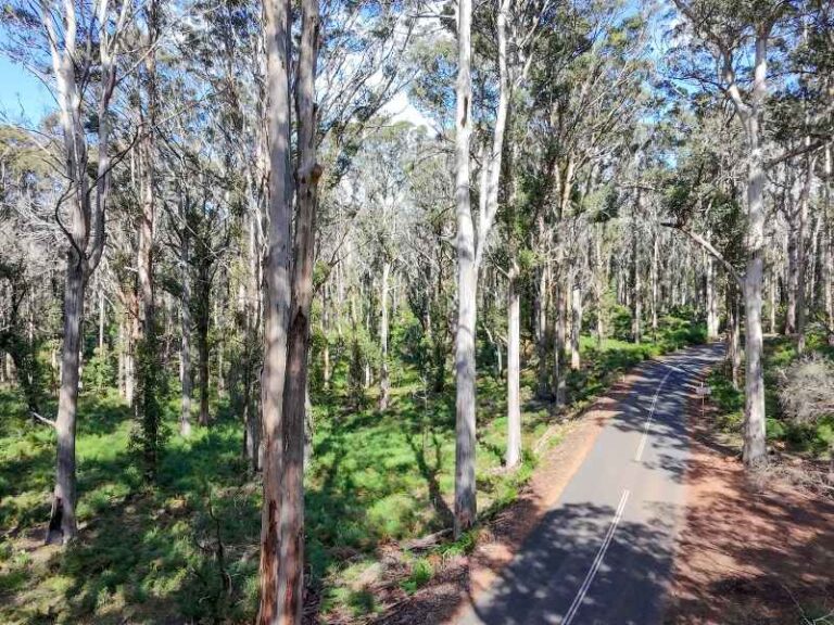Boranup Karri Forest