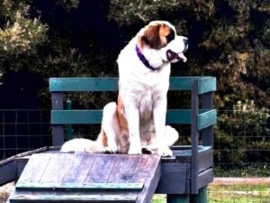 Dog-friendly at all Breeze Holiday Parks