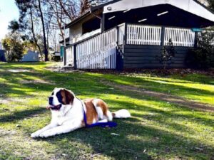 Dog-friendly at BIG4 Breeze Holiday Parks - Eildon
