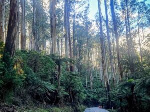 Drive through Black Spur Drive, in Victorias High Country