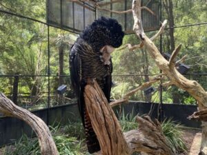 Visit Healesville on your drive from Melbourne to Eildon