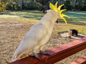 Bird enjoying Breeze Holiday Parks - Grampians