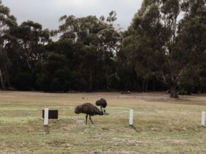 Emus in Breeze Holiday Parks - Grampians