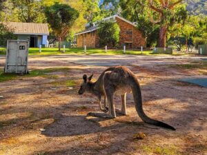 Kangaroo enjoying Breeze Holiday Parks - Grampians