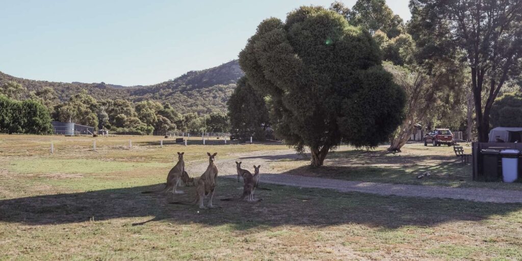 Wildlife Watching at Breeze Holiday Parks: A Guide