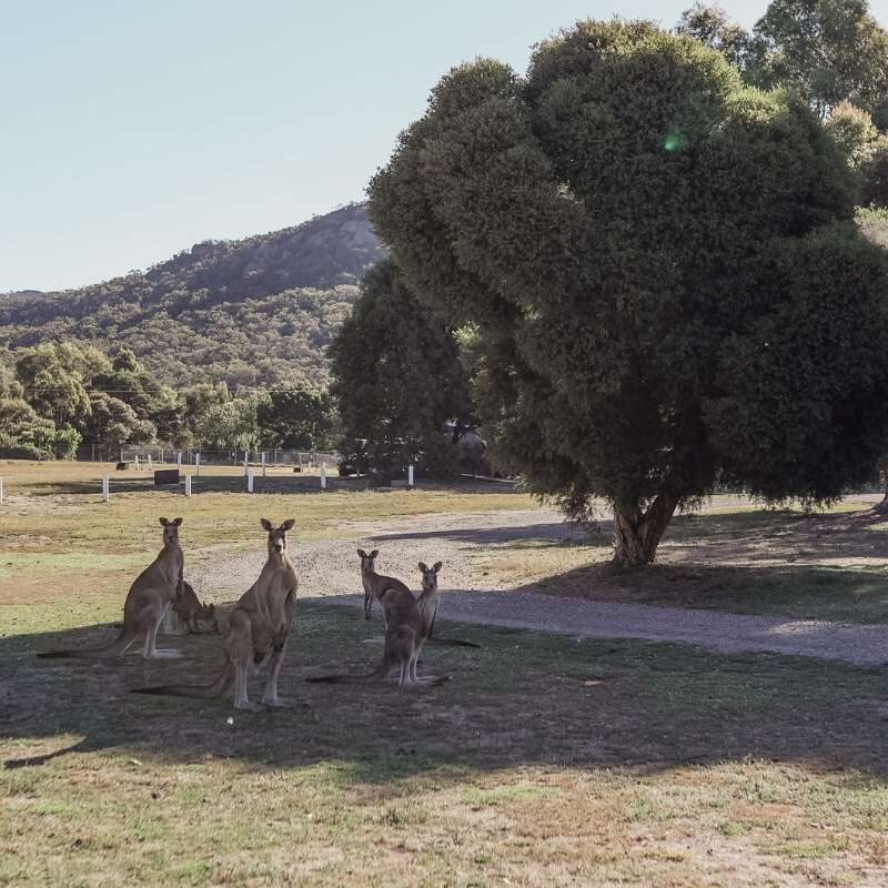 Wildlife Watching at Breeze Holiday Parks: A Guide