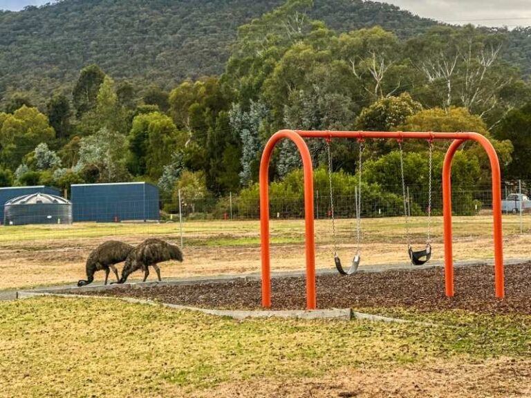 Emus enjoying Breeze Holiday Parks - Grampians