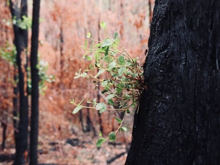 Reconnecting with Nature in The Grampians