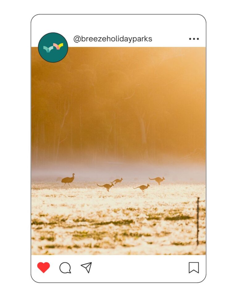 Kangaroos and emus at sunrise in Busselton