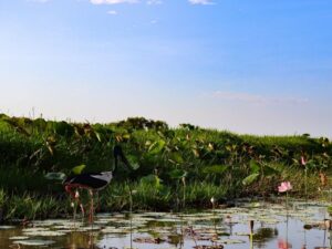 Bird enjoying the Corroboree Billabong, Wildlife Watching at Breeze Holiday Parks: A Guide