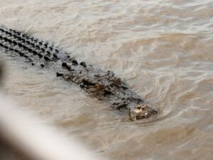 Crocodile spotting at Mary River