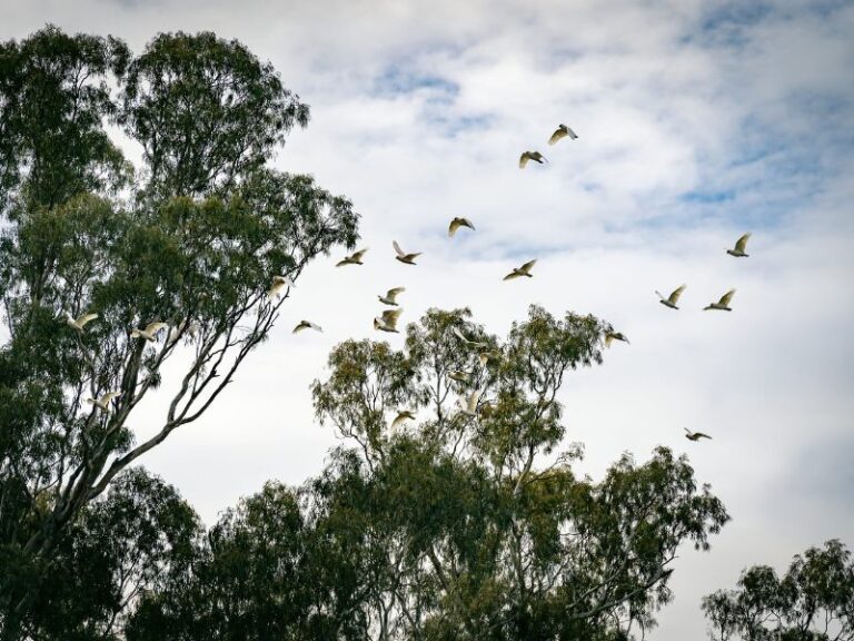 Birds taking flight on the Murray River near Torrumbarry Weir Holiday Park