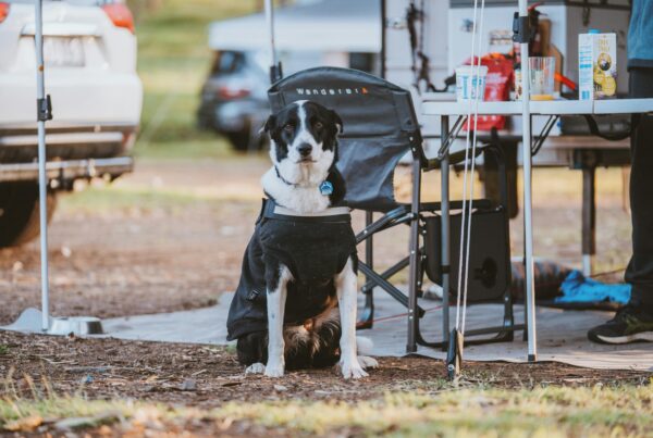 Breeze Holiday Parks are all dog-friendly